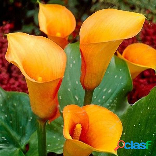 Egrow 50PCS Calla Lily Seeds Garden Balcony Potted Perennial