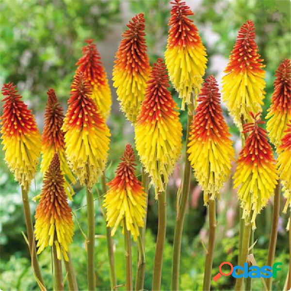 Egrow 50Pcs Torch Lily sementes Bonsai Torch Lily Planta