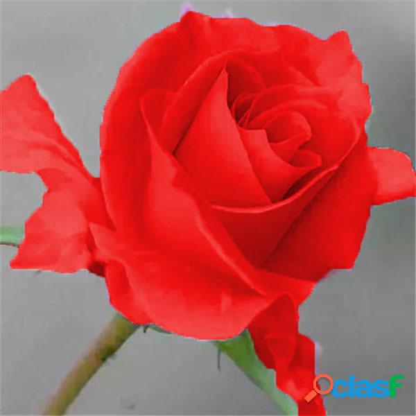 Rose Rosa Flor de Bonsai Semente de Pêssego Rosa para