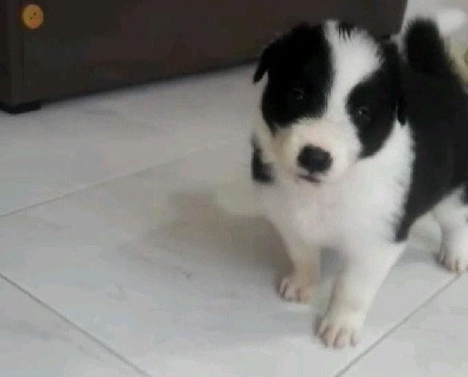 Border Collie