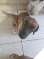 Nina precisa de um lar