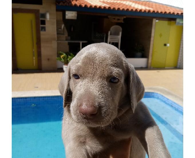 Weimaraner - Lindos Filhotes