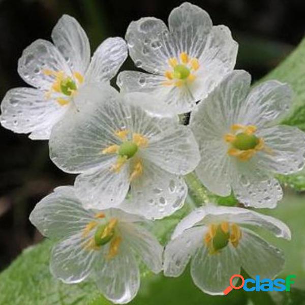 10 Pcs Japonês Flor de Lótus Sementes de Flor Branca