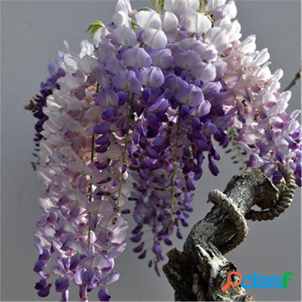 10 pcs Roxo Wisteria Flor sementes Perene Plantas de