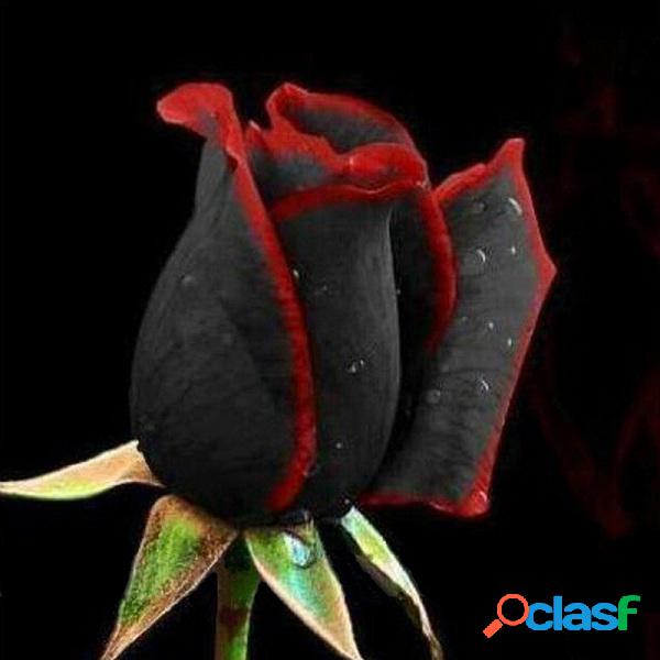 100Pcs Black Rose sementes Flor Com Borda Vermelha Raro Rose