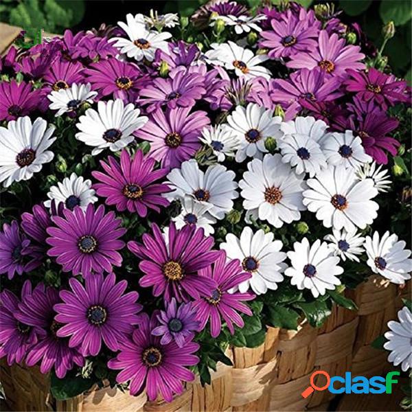 30 pcs Um Milagre Margarida sementes bonsai plantas sementes