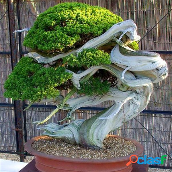 50 Pçs / saco Juniper Bonsai Árvore Em Vasos de Flores