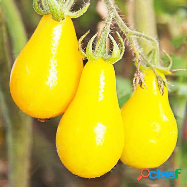 50 unidades / pacote tomate amarelo sementes Raro tomate
