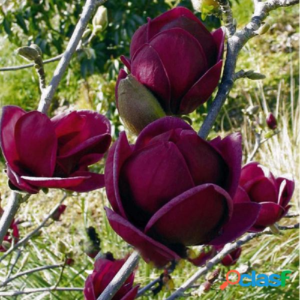 Egrow 10 pçs / saco Magnolia Sementes Roxo Profundo