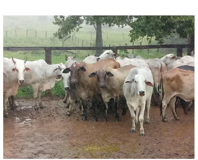 61 Alqs Pra Soja Bem Montada Calcariada e Localizada Nativi.