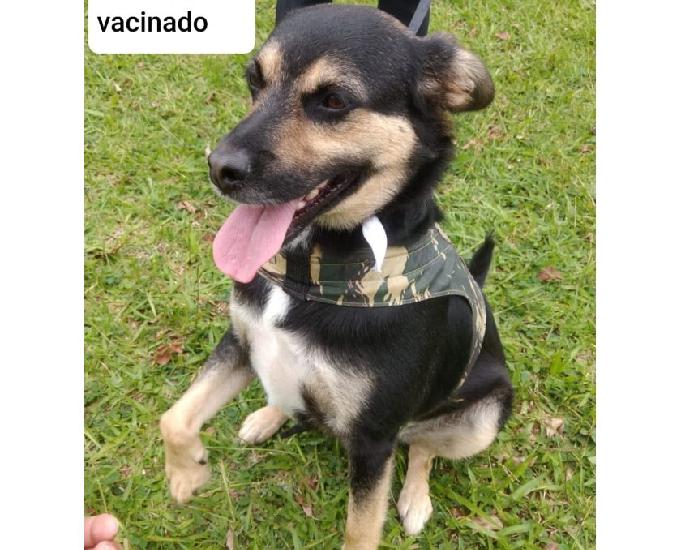 Balu: adote esse cãozinho inteligente e companheiro