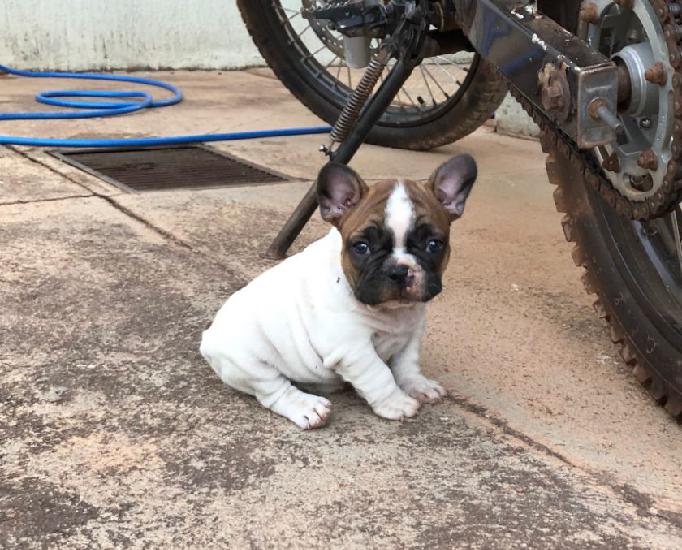 Filhotes bulldog francês
