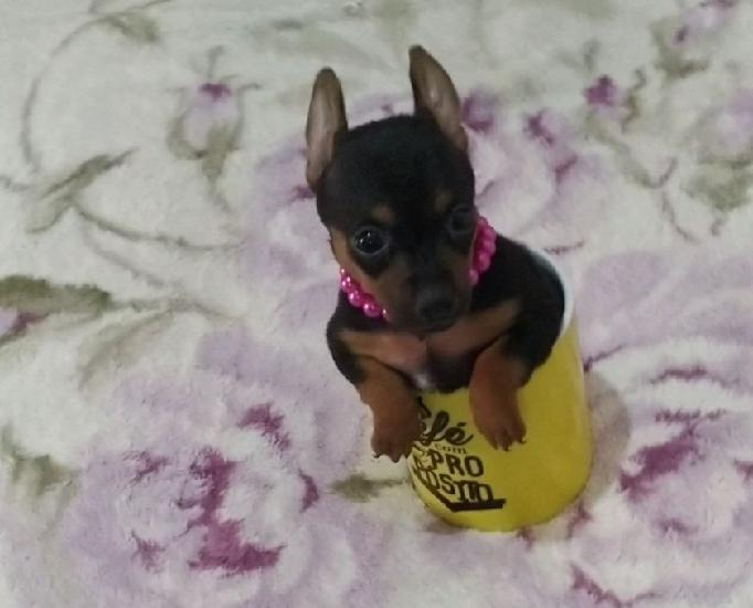 Pinscher miniatura zero fêmea