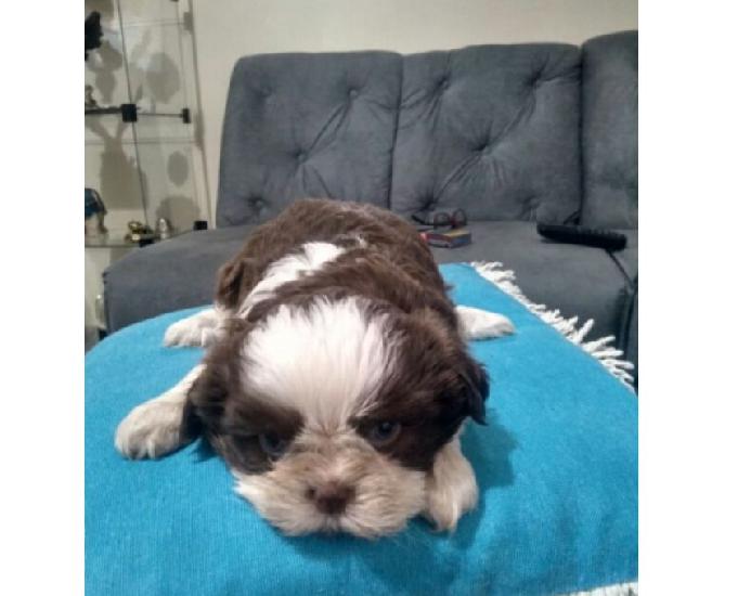 Shih Tzu Filhotes de Excelente Linhagem