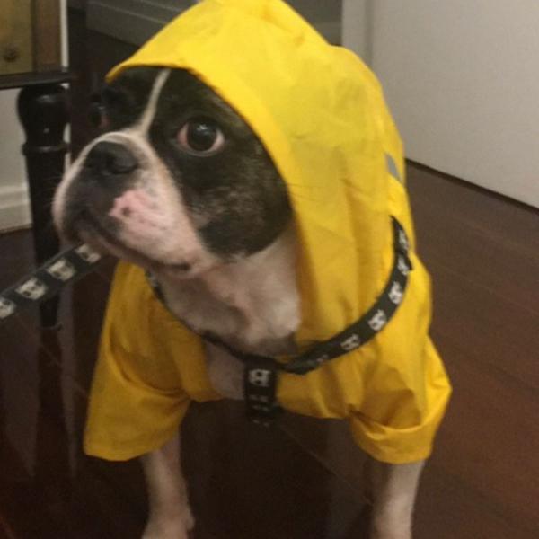 capa de chuva para cachorros