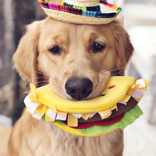 sombrero pet