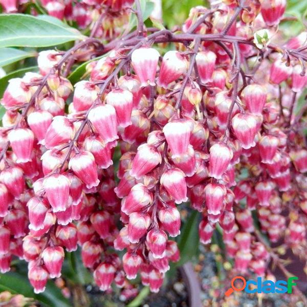 100 Pcs Rosa Branco Respingo Campanula Flor sementes Jardim