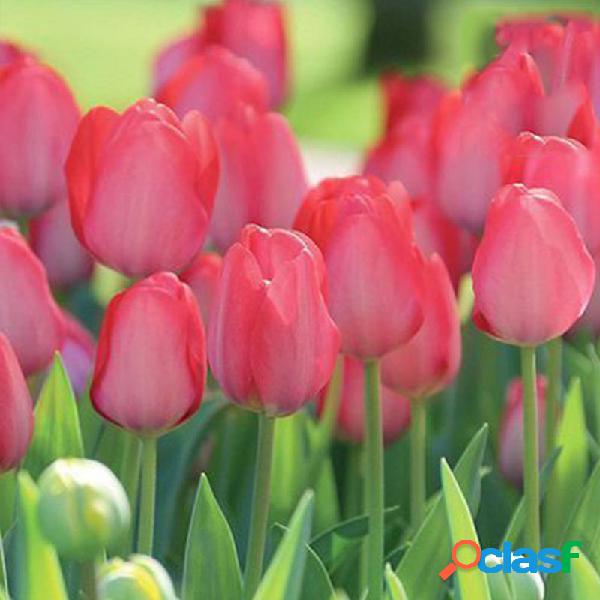 Bola Semente Tulipa Tulipa Grande Bola Multicolor Cultivo