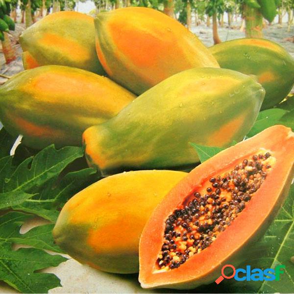 Egrow 15 Unidades / pacote Carica Papaia Sementes Orgânicas