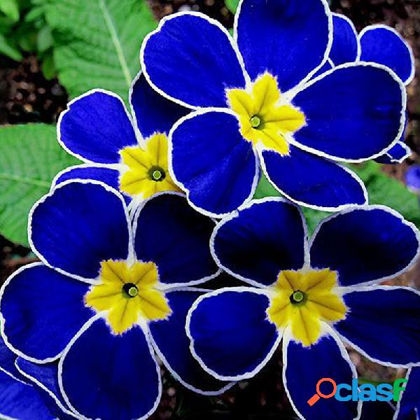 100Pcs Blue Evening Primrose Sementes Rare Garden Fragrant