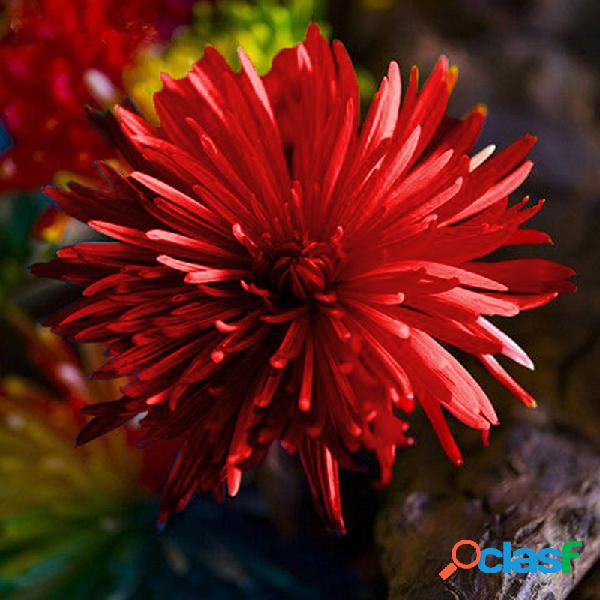 20Pcs Sementes de flores do crisântemo do arco-íris Planta