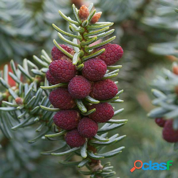 Egrow 10 unidades / pacote Spanishfir sementes Abies Pinsapo