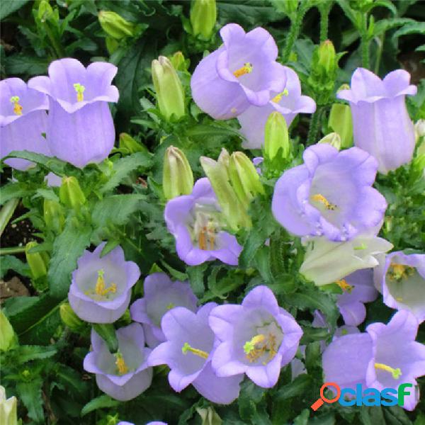 Egrow 100 Unidades / pacote Bellflower Azul sementes Flor