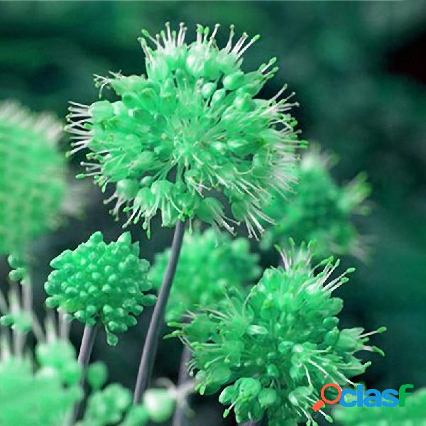 Egrow 100PCS Gigante Allium Giganteum Globemaster Sementes