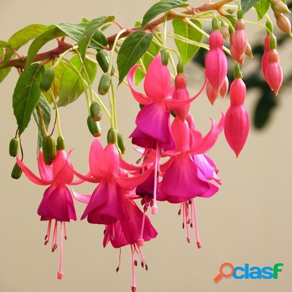 Egrow 10Pcs Jardinagem Abutilon Striatum Flor Sementes