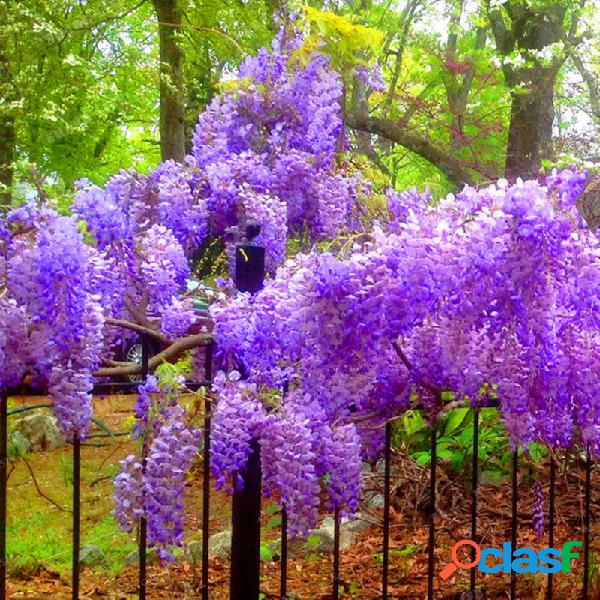 Egrow 10Pcs Wisteria sementes Roxo Wisteria Tree Raro
