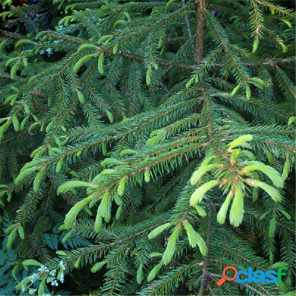 Egrow 60 Unidades / pacote Asperata sementes Picea Asperata