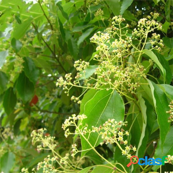 Egrow 60 unidades / pacote cânfora sementes cânfora