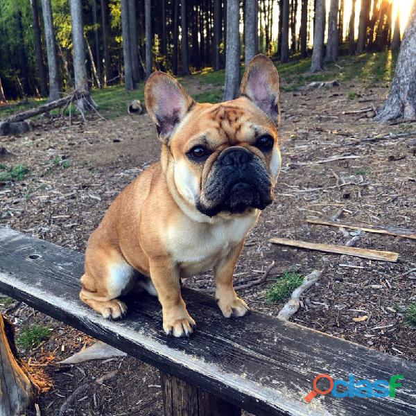 Filhotes de buldogue francês fofos para adoção Filhotes