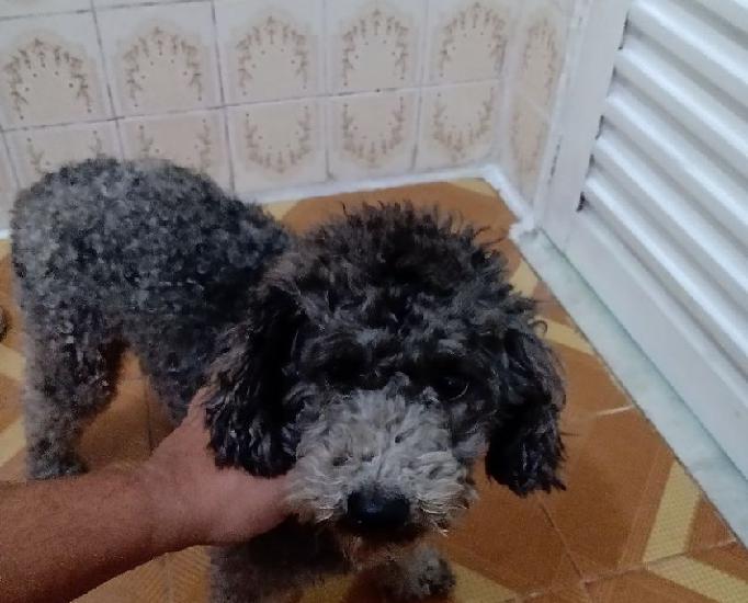 Cachorro poodle