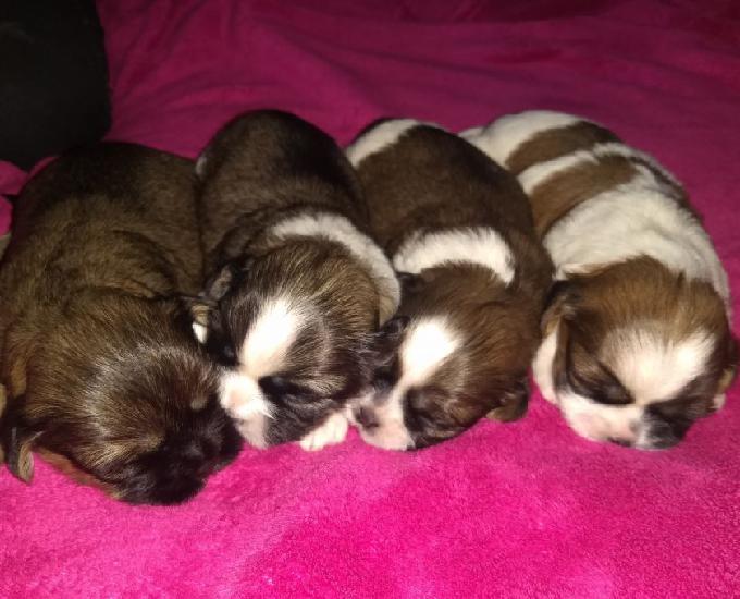 Filhotes Shih Tzu tricolor **lindos