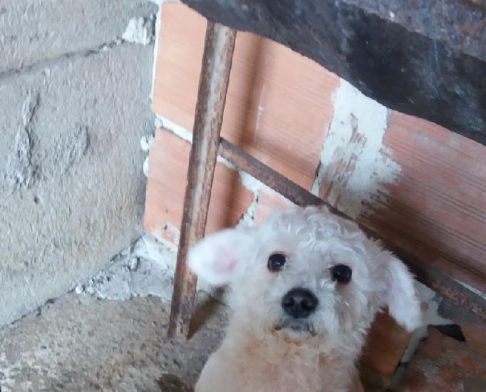 Poodle