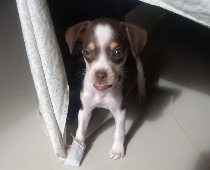 Vendo Cachorro Fox paulistinha