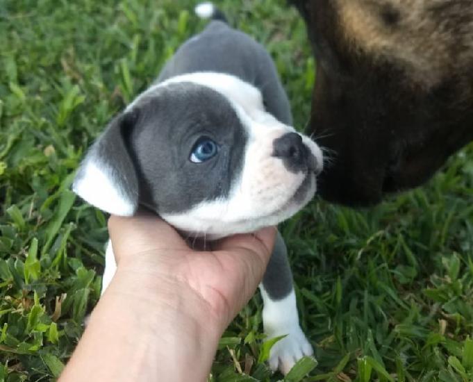 FILHOTES DE AMERICAN BULLY À VENDA.CONHEÇA NOSSO TRABALHO.