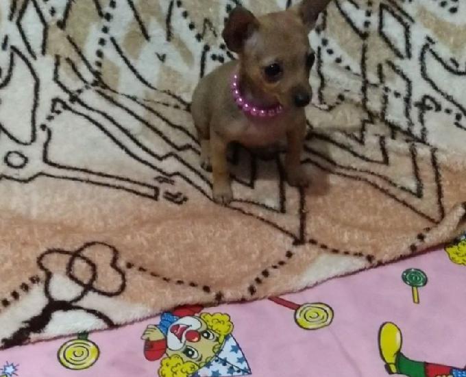 Pinscher fêmea zero com 1