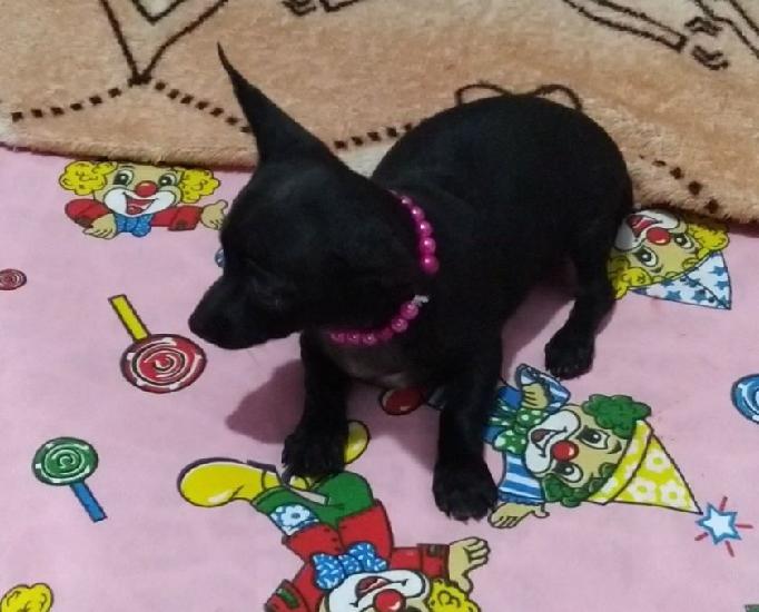 Pinscher fêmeas