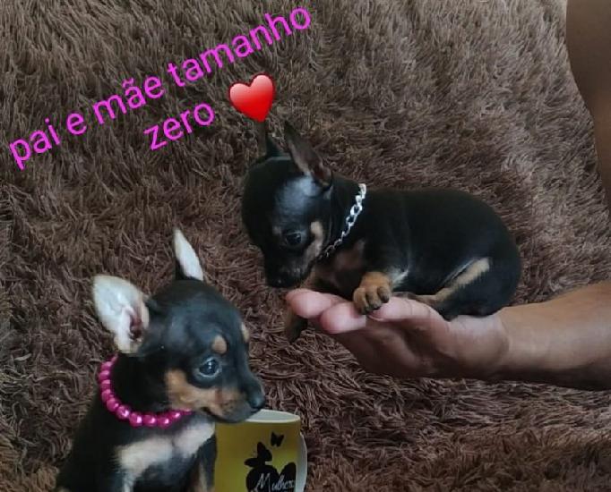 Pinscher miniatura zero