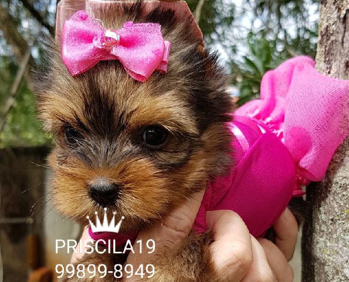 Yorkshire Terrier Baby faces