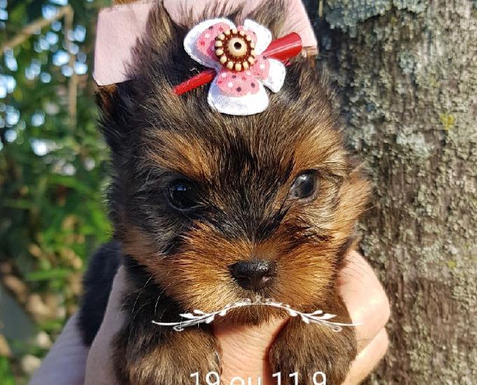 Yorkshire Terrier adoráveis