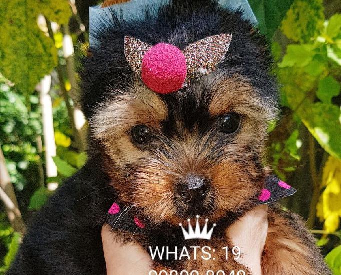 Yorkshire Terrier exuberantes