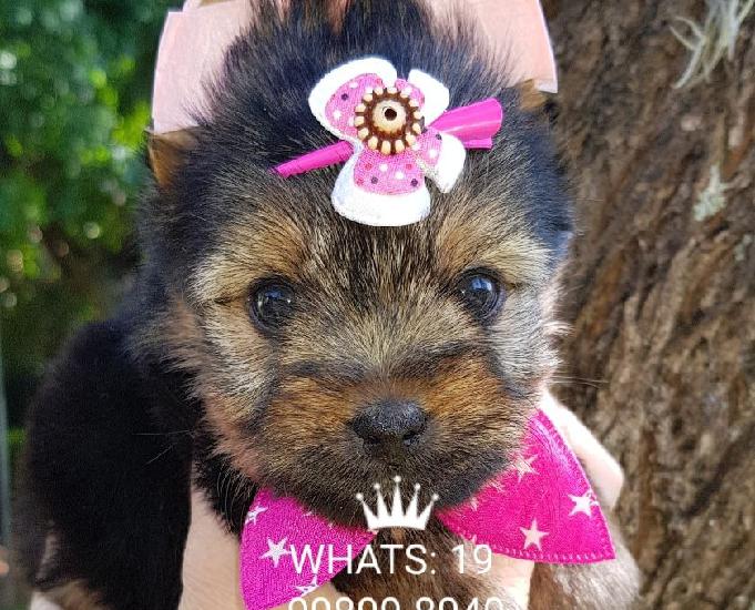 Yorkshire Terrier micros