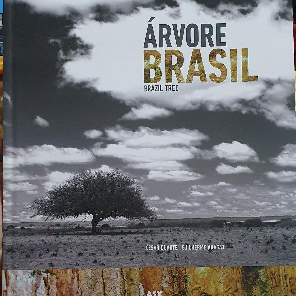 rvore Brasil / Brasil Tree