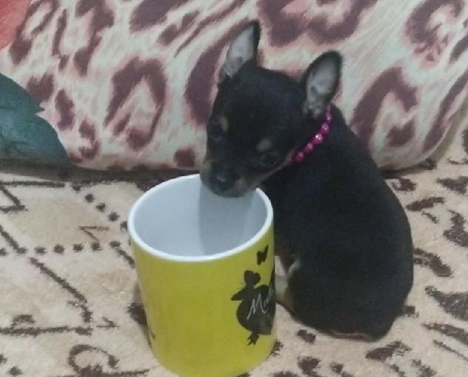 Pinscher miniatura zero