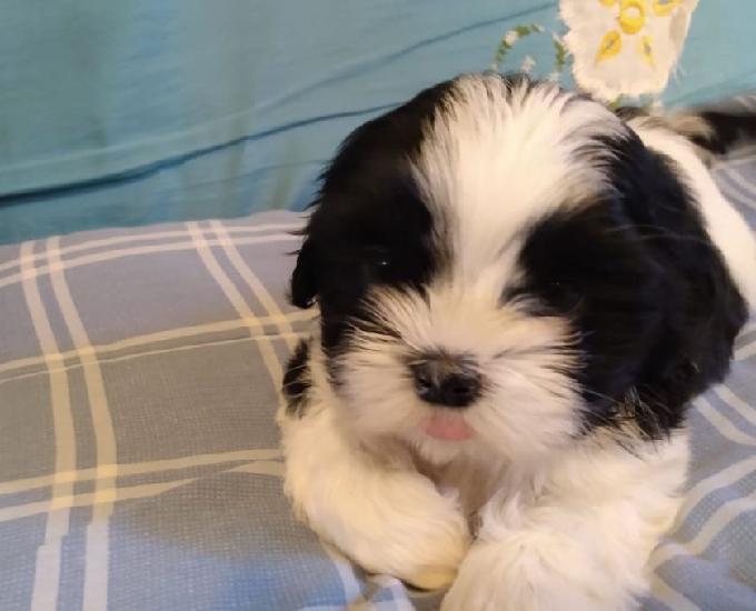 Shih Tzu