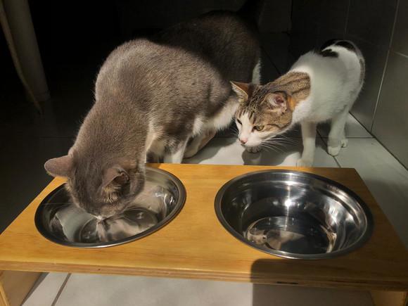Comedouro PET Madeira + Inox (Gatos)