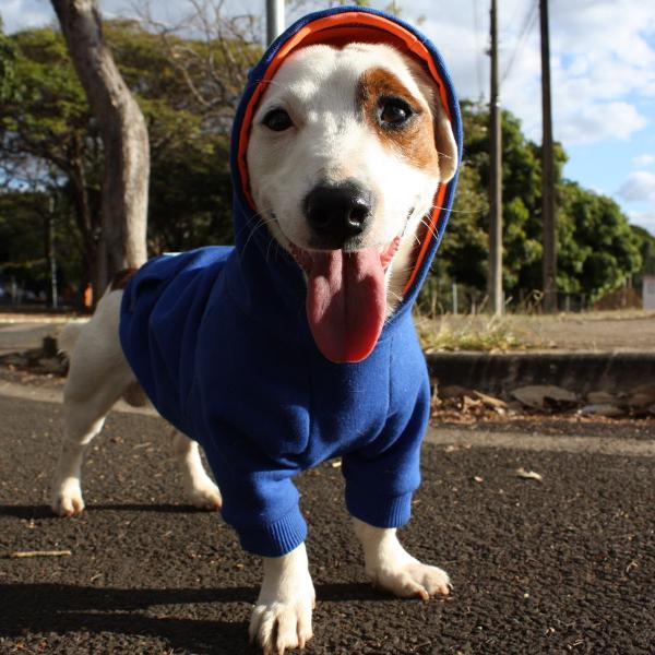 moletom com capuz para cachorro